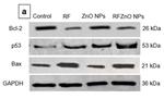 Bax Antibody in Western Blot (WB)