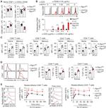 EOMES Antibody in Flow Cytometry (Flow)