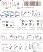 iNOS Antibody in Flow Cytometry (Flow)