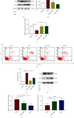 Bax Antibody in Western Blot (WB)