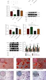 Bax Antibody in Western Blot (WB)