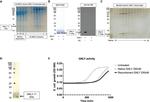 6x-His Tag Antibody in Western Blot (WB)