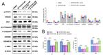 Caspase 1 Antibody in Western Blot (WB)