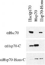 HSC70 Antibody in Western Blot (WB)