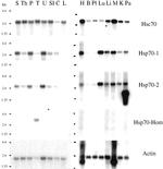 HSC70 Antibody in Western Blot (WB)