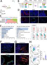 FOXJ1 Antibody in Immunohistochemistry (IHC)