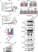 IFNAR1 Antibody in Neutralization (Neu)