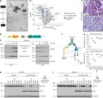 CD221 (IGF1R) Antibody in Flow Cytometry (Flow)