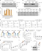 CD221 (IGF1R) Antibody in Flow Cytometry (Flow)