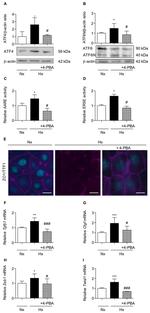 Nkx2.1 Antibody in Immunocytochemistry (ICC/IF)