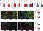 E-Cadherin Antibody in Immunocytochemistry (ICC/IF)