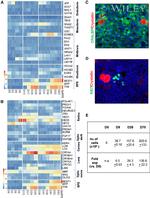 CRALBP Antibody in Immunohistochemistry (IHC)