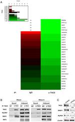 SRSF1 Antibody in Western Blot (WB)