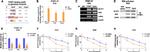 PTBP1 Antibody in Western Blot, RNA Immunoprecipitation (WB, RIP)