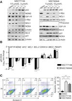 MDM2 Antibody in Western Blot (WB)