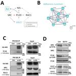 delta Catenin Antibody in Western Blot (WB)