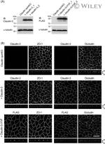 Claudin 3 Antibody in Western Blot, Immunocytochemistry (WB, ICC/IF)