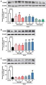 Claudin 3 Antibody in Western Blot (WB)