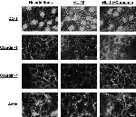 Claudin 7 Antibody in Immunohistochemistry (IHC)