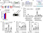 TBX1 Antibody in ChIP Assay (ChIP)