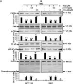 CXCR4 Antibody in Western Blot (WB)