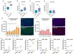 Connexin 40 Antibody in Immunocytochemistry (ICC/IF)