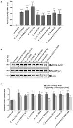 EphA2 Antibody in Western Blot (WB)