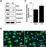 Claudin 1 Antibody in Western Blot (WB)