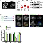 CD3 Antibody in Functional Assay (Functional)