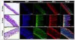 ZO-1 Antibody in Immunohistochemistry (IHC)