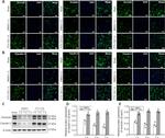 Claudin 5 Antibody in Immunohistochemistry (Frozen) (IHC (F))