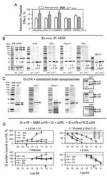 Sigma-1 Receptor Antibody in Western Blot (WB)