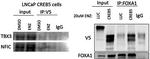 TBX3 Antibody in Western Blot (WB)