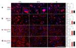 VGLUT1 Antibody in Immunohistochemistry (IHC)