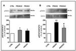 Phospho-STAT3 (Tyr705) Antibody in Western Blot (WB)