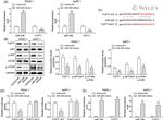 TUFT1 Antibody in Western Blot (WB)