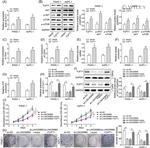 mTOR Antibody in Western Blot (WB)