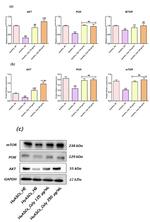 AKT Pan Antibody in Western Blot (WB)