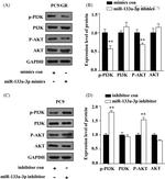 Phospho-AKT1 (Ser473) Antibody in Western Blot (WB)