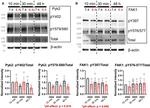 Phospho-PYK2 (Tyr579, Tyr580) Antibody in Western Blot (WB)