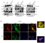 SDHA Antibody in Western Blot (WB)