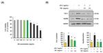 TLR4 Antibody in Western Blot (WB)