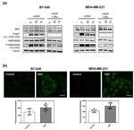 Phospho-NMDAR2B (Tyr1252) Antibody in Western Blot, Immunocytochemistry (WB, ICC/IF)