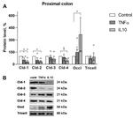 MARVELD2 Antibody in Western Blot (WB)