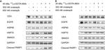 CD66e (CEA) Antibody in Western Blot (WB)