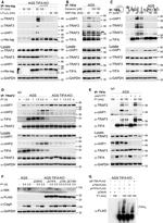 TRAF3 Antibody in Western Blot (WB)