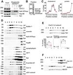 RAB11A Antibody in Western Blot (WB)