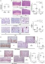 RIG-I Antibody in Immunohistochemistry (IHC)