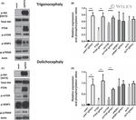 mTOR Antibody in Western Blot (WB)