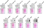 TBK1 Antibody in Western Blot, Immunoprecipitation (WB, IP)